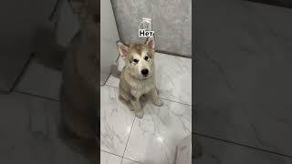 Щенок попрошайничает #смешно #воет #видео #маламут #malamute #прикол #еда #рекомендации #щенок #dog