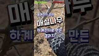 매실나무 하계전지로 만든 결과지 후기 - 동계전지 전 확인(낮게 키우는 매화나무) #매실 #매실전지 #매화꽃 #매실나무 #매화나무