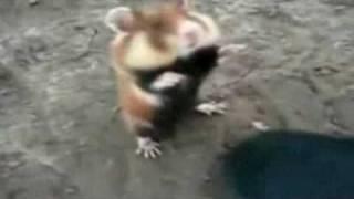 Killer-Hamster - Kung Fu Hamster vs. Russians