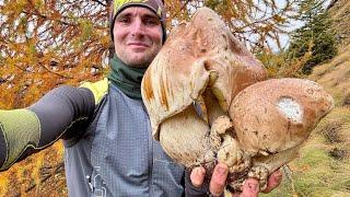 Gigantesco porcino di fine ottobre a 2000 metriQuanto peserà il mostro alpino ?