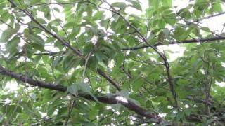 Gray Catbird mewing