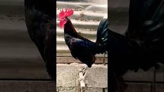 tinola line daw pero good for broodcock yan #chicken #rooster #ayam