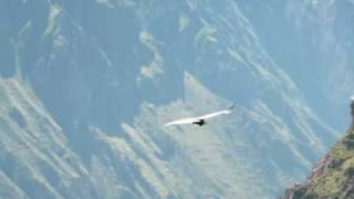 Fliegender Kondor am Cruz del Condor, Colca Canyon, Peru (03.05.10)