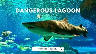 Ripley's Aquarium of Canada (Dangerous Lagoon) | WalterNei