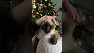 Is she cute?  #like #cat #siam #cute #kitten #subscribe