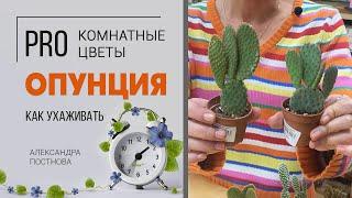 Опунция - необычный кактус. Чем опасен и что в нем интересного?