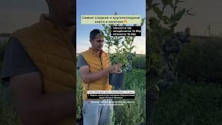 Саженцы голубики высочайшего качества по сладкой цене Всего 8 км от Минской кольцевой!