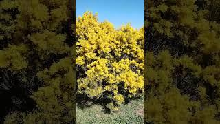 Australian Wattle Flowers. #shorts  #australia #flowers #beautiful #wattle #bee