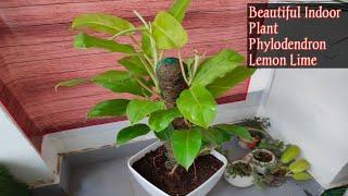 Phylodendron lemon lime plant care | how to grow phylodendron plant | neon plant | lemon line Plant