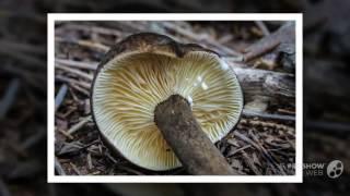 Lactarius lignyotellus - fungi kingdom