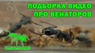 Муравьи Венаторы (Harpegnathos venator)