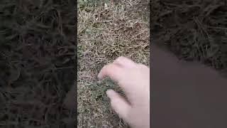 touching grass irl