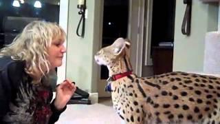 Kyan the Serval and his mom Linda