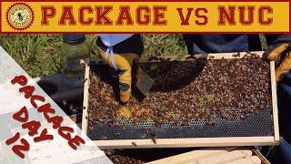 Nuc vs Package Bees Comparison: 12 Day Package Inspection