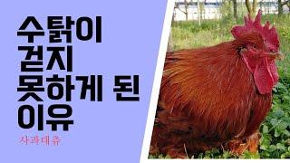 우두머리 수탉 타이탄 힘내라