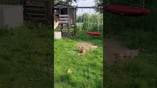 Fox Hezbollah Responds to Call: Watch His Impressive Stretch and Leg Show!