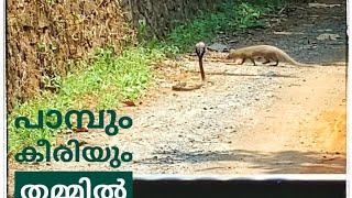 പാമ്പും കീരിയും തമ്മിൽ fight #snakefight #mangoose #snake #kerala #fight #forest