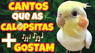 Os 4 CANTOS que as CALOPSITAS Mais gostam e aprendem! Top 4 CANTOS que Elas Adoram! 