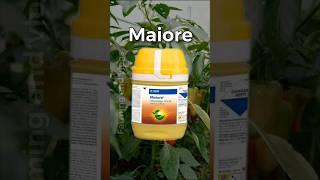 MaioreBasf|Chlorfenapyr 10% SC|Insecticide and Miticide| #shorts #youtubeshorts #shortsfeed #basf