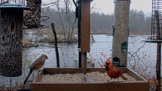 Northern Cardinal Craziness At Cornell FeederWatch Cam – Nov. 10, 2024