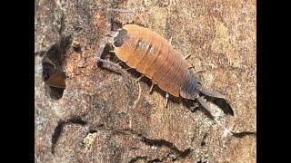 #3 Porcellio silvestrii