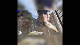 Recurve bow fishing for common carp