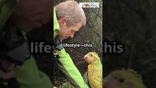 Kakapo Parrot: The Flightless Wonder! #Kakapo #FlightlessParrot #RareAnimals #Wildlife