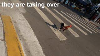Roosters Gone Wild In Key West #Florida