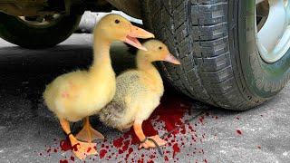 EXPERIMENT : CAR vs BABY DUCK - Crushing Crunchy & Soft Things by Car!