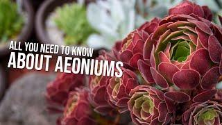 How to care for Aeoniums | A Cerriscapades SACXS Presentation