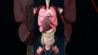 Beyond the Visible: Anatomy Journey ️
