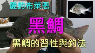 (6) 黑鯛的習性與釣法【知魚不龜系列】