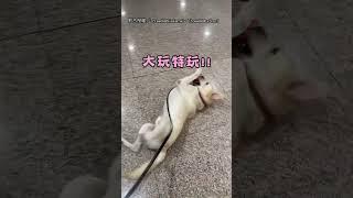 【可愛到瘋掉】檢疫犬開心下班! 翻肚玩球球超呆萌XD｜桃園國際機場｜檢疫犬｜下飛機｜可愛｜狗狗｜玩玩具 ｜下班｜機場｜行李檢查