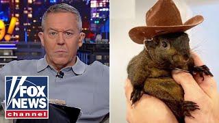 Gutfeld: Did this little squirrel just red pill America?