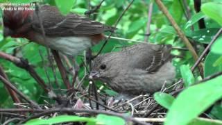 Carpodacus erythrinus (Common rosefinch, Karmingimpel,  Чечевица, гнездование Video 2015