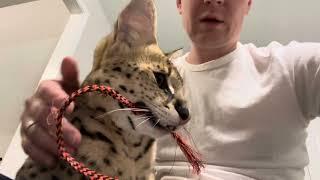 Petting a Wild Serval Pet