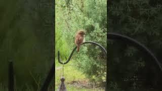 Carolina Wren - Singing