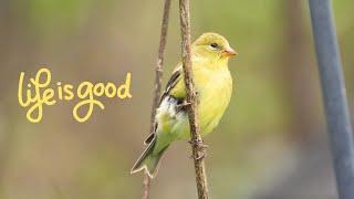 Cutest Wildlife Trio: Goldfinch, Robin, and Squirrel