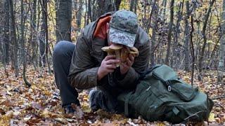 Оце Я розумію і Початок листопада..чудові білі гриби пізньої осені 2024