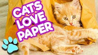 Cats LOVE Paper | Funny Cats Compilation | #thatpetlife