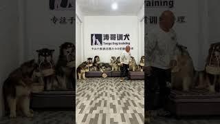 贵阳训犬学校 狗狗上学 不养狗不知道养狗的乐趣 贵阳训犬师 宠物训练