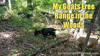 My Goats Free Range in the Woods