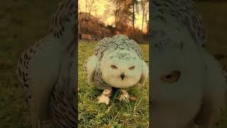 cute snowy owl  & monkey  funny #funnyvideos #owl #monkey #viral #video #funny #shorts