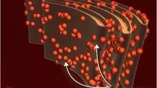 Ribosome 3-D