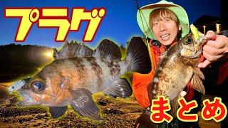 【メバル】プラグのみ！開始早々から超ド級のデカメバルが釣れまくる最高な動画まとめ