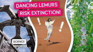 Meet Europe’s First Dancing Lemur! | Twig Science Reporter