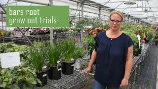 Bare Root Grow Out Trials Results | Walters Gardens