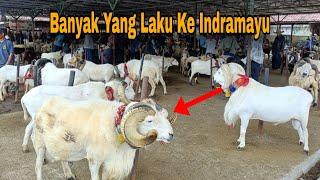 Update Harga, Banyak Domba Gede Turun Kepasar Tanjungsari, Harga Ekonomis Juga Ada.
