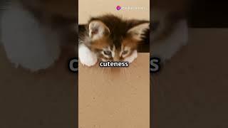 Purr fect Moments  Adorable Cat Antics