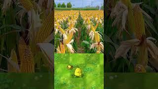 PVZ Plants in real life 